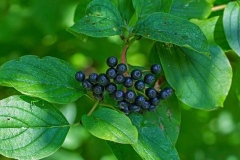 Mature-fruits-of-Common-Dogwood