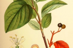 Plant-Illustration-of-Common-Dogwood