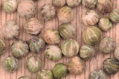 Seeds-of-Common-Dogwood