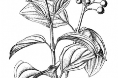 Sketch-of-Common-Dogwood
