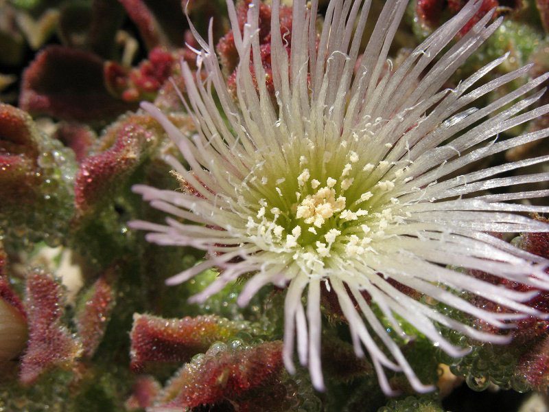 Closer-view-of-Flower-of-Common-Ice-plant