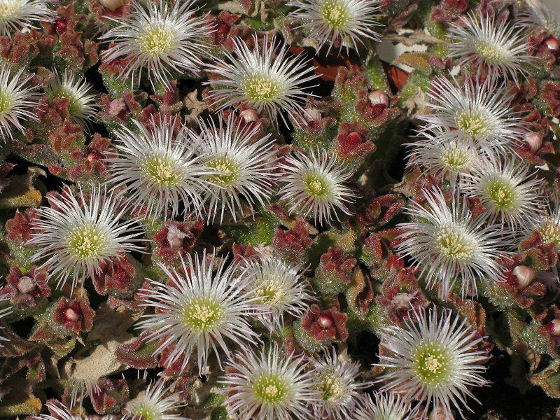 Flowers-of-Common-Ice-plant