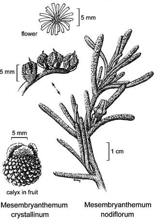 Plant-Illustration-of-Common-Ice-plant