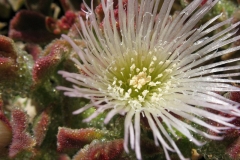 Closer-view-of-Flower-of-Common-Ice-plant
