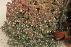 Common-Ice-plant