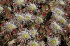 Flowers-of-Common-Ice-plant