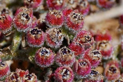 Fruits-of-Common-Ice-plant