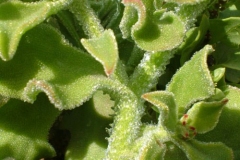 Leaves-of-Common-Ice-plant