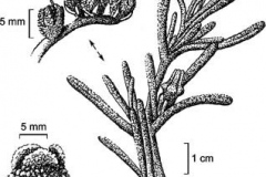 Plant-Illustration-of-Common-Ice-plant