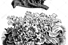 Sketch-of-Common-Ice-plant