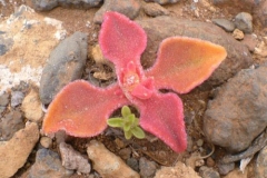 Small-sapling-of-Common-Ice-plant