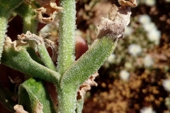 Stem-of-Common-Ice-plant