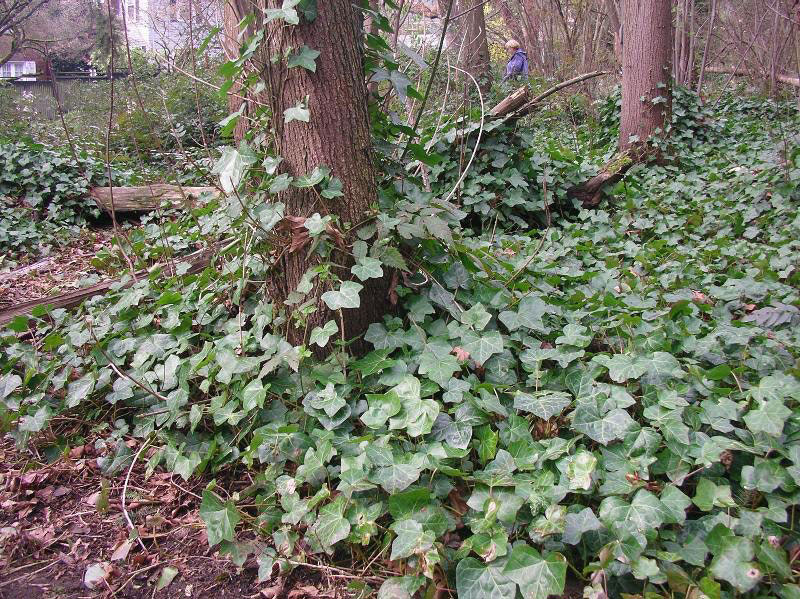 Common-Ivy-plant-growing-wild