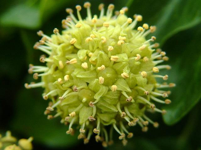 Flower-of-Common-ivy