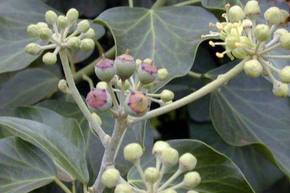 Immature-fruits-of-Common-ivy