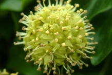 Flower-of-Common-ivy