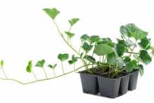 Small-Common-ivy-plant