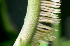 Aerial-roots-of-Common-ivy