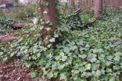 Common-Ivy-plant-growing-wild