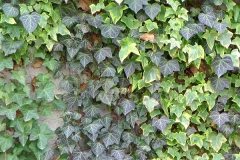 Common-ivy-growing-on-wall