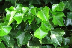 Common-ivy-plant