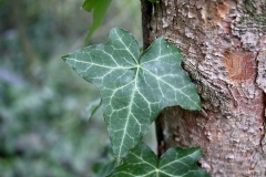 Leaves-of-Common-ivy