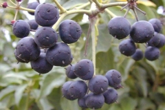 Mature-fruit-of-Common-ivy