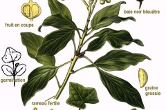 Plant-Illustration-of-Common-Ivy