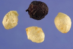 Seeds-of-Common-ivy