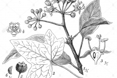 Sketch-of-Common-ivy