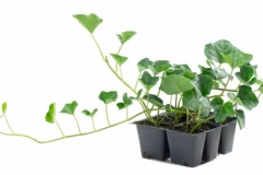 Small-Common-ivy-plant