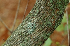 Bark-of-Common-Lilac-plant