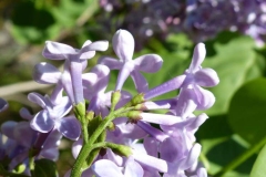 Closer-view-of-Common-Lilac-flower