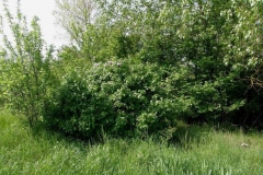 Common-Lilac-Plant-growing-wild