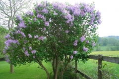 Common-Lilac-plant