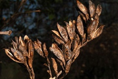 Dried-fruits-of-Common-Lilac