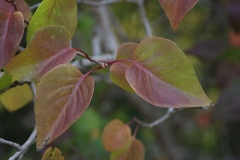 Fall-leaves-of-Common-Lilac
