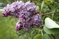 Flower-of-Common-Lilac