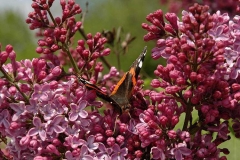 Flowering-buds-of-Common-Lilac