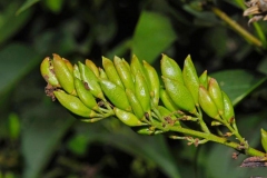 Immature-fruits-of-Common-Lilac