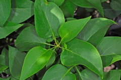 Leaves-of-Common-Lilac