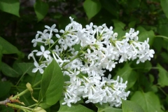 Other-variety-of-Common-Lilac