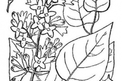 Sketch-of-Common-Lilac