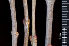 Winter-twigs-of-Common-Lilac