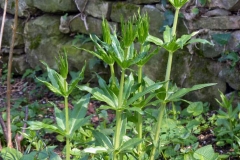 Common-Madder-Plant