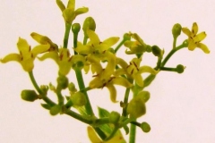 Flower-of-Common-Madder