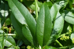 Leaves-of-Common-Madder