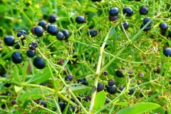 Mature-fruits-of-Common-Madder