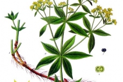 Plant-illustration-of-Common-Madder
