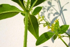 Stem-of-Common-Madder